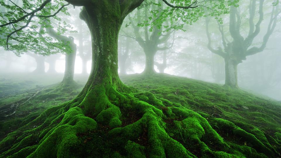 Tree in lush green forest