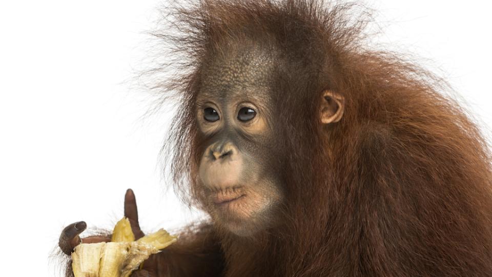 iStock_34970946_MEDIUM