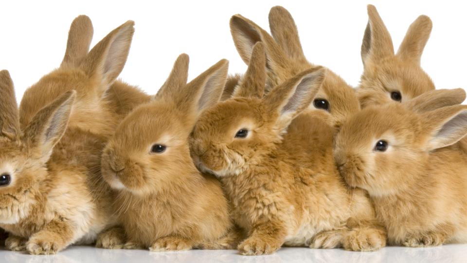 iStock_Rabbits